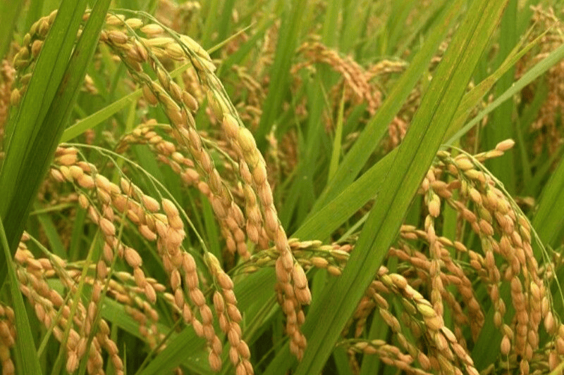 Importance du riz en Afrique