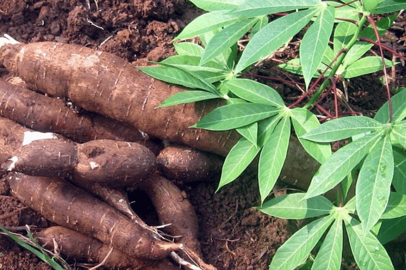 Production et transformation du manioc